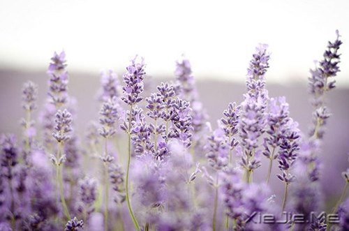Ҫ�����Լ�����Ҫ�����Լ� (5)