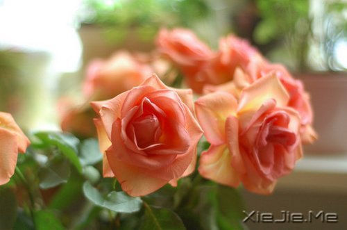 ���Լ��ķ羰�����Լ������� (8)