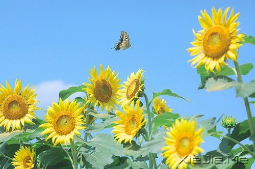 ����˥�ϵĲ������գ����ǲ��ҽ�ȡ���� (8)